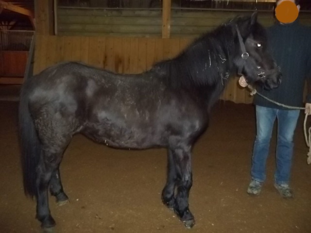 CHARLIE - ONC poney née en 1999 - adoptée en janvier 2013 par mammiemitsou Charli10
