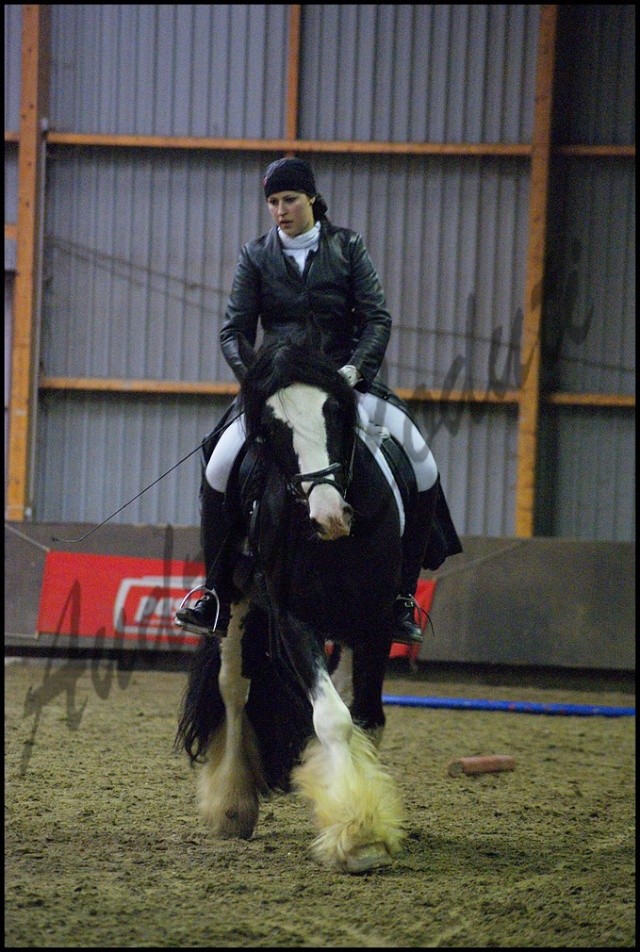 Admission des étalons irish cob Ghlin (BEL) 24 mars 2013 Concou13