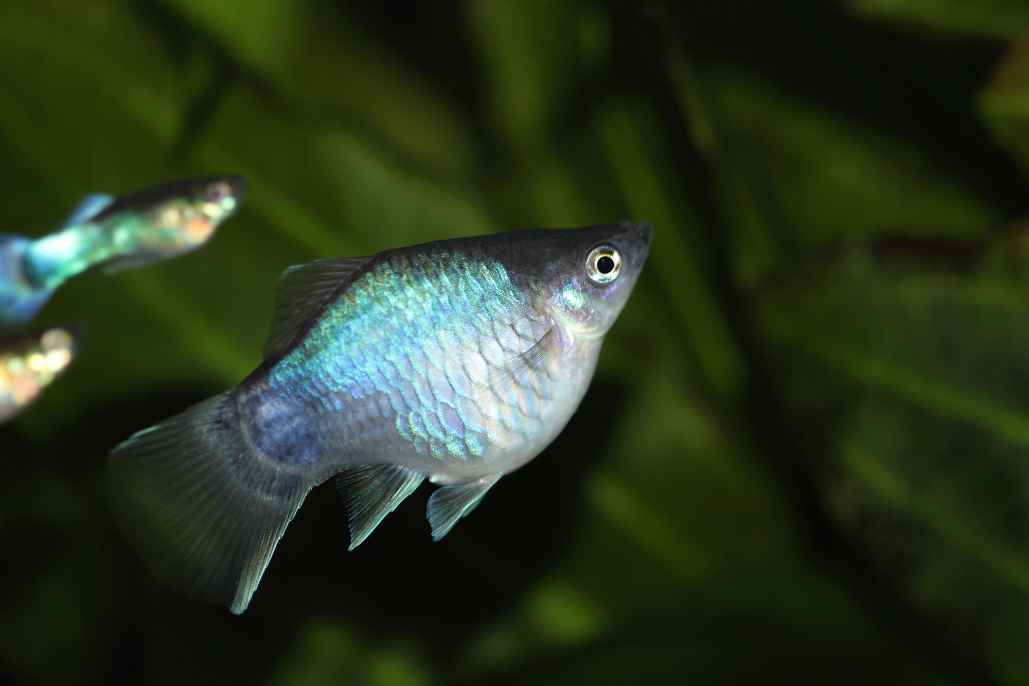 platy bleus Platy_11