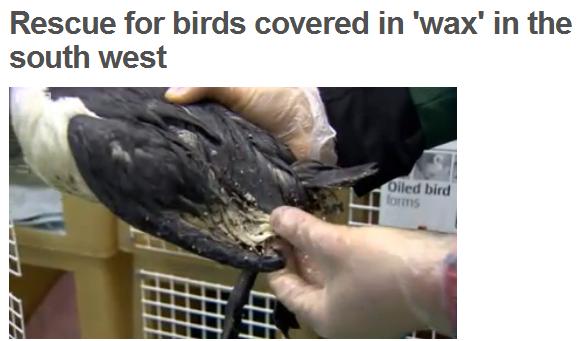 Sea birds washed up in the south of England covered in 'wax like' substance 155
