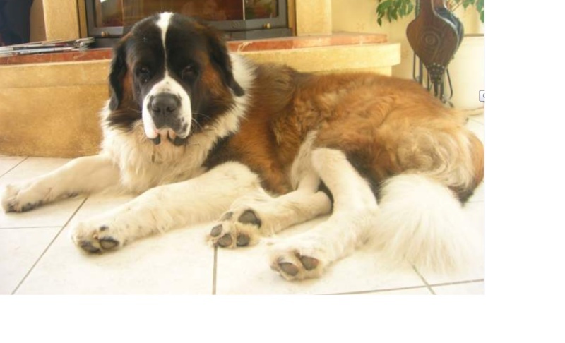 CALYPSO saint Bernard mâle 5 ans poils longs - Moult (14) Sans_t11