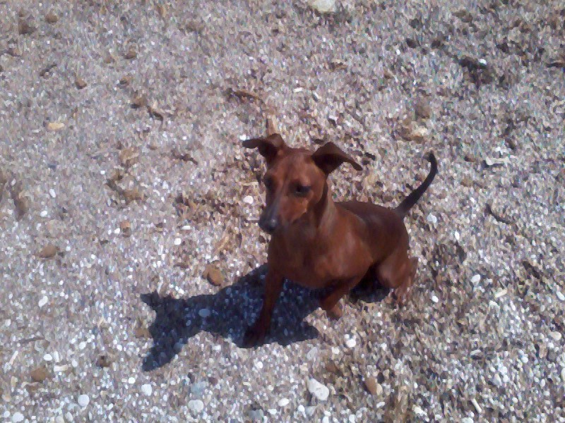 Foto cagnoloni! - Pagina 4 Foto0112