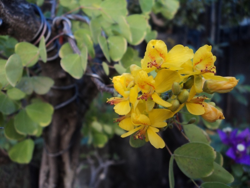 Brasil (haematoxylum campechianum) Dsc02610