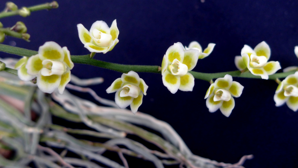 Chiloschista: Blattlose Orchideen  Chiloc10