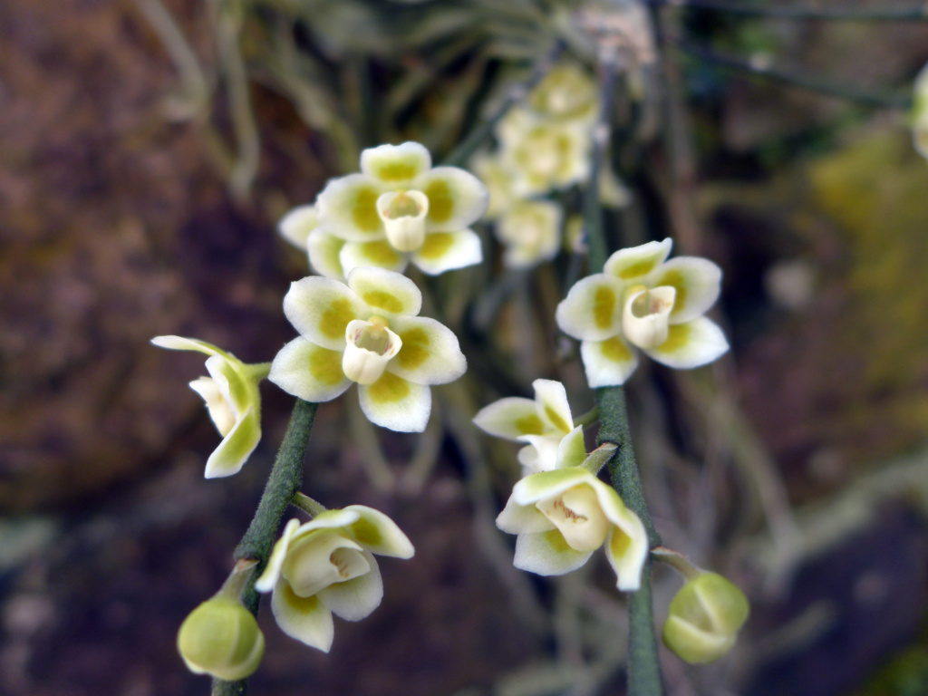Chiloschista: Blattlose Orchideen  Chiloc12