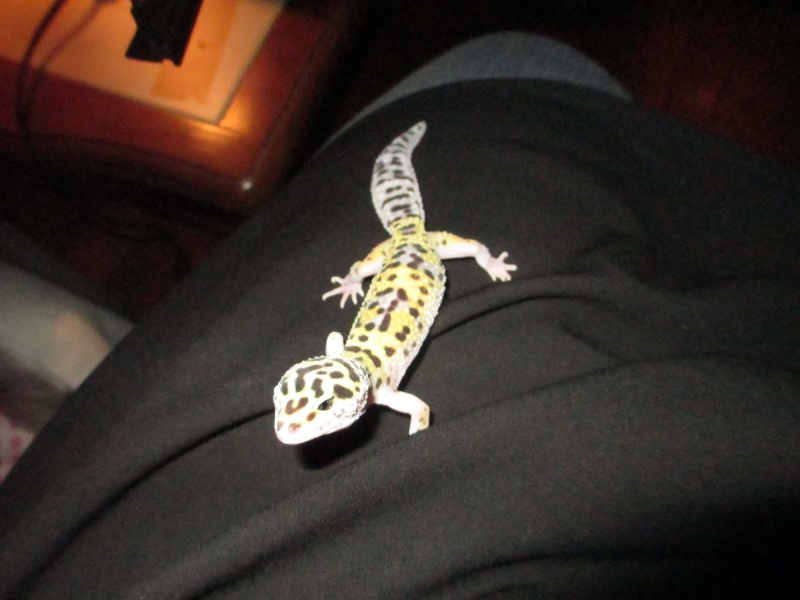 mes gecko leopard Img_0014