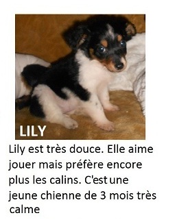 LILY, chiot femelle croisée de 3 mois Lily10