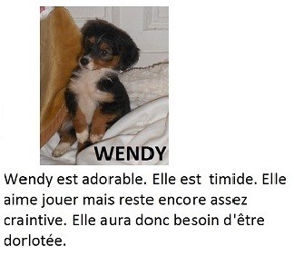 WENDY, chiot femelle croisée de 3 mois Wendy10