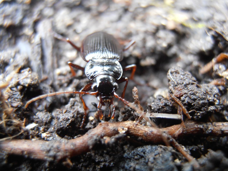 [Nebria sp.] Carabique de cette après midi P1090010