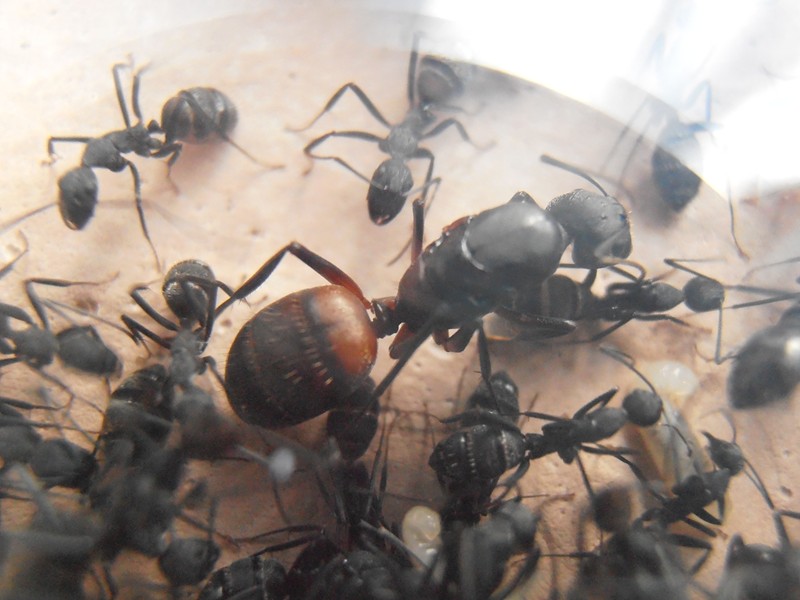 Camponotus cruentatus gyne (reine) de mon élevage :) Pc270011