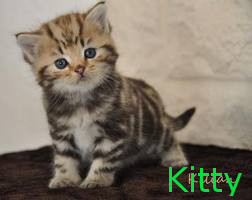 Kitty ~ Shaylyns Katze Kitty_10