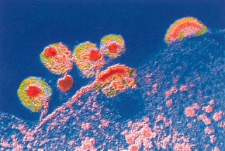 Los virus son los agentes más activos de la diversificación de la vida  10740011