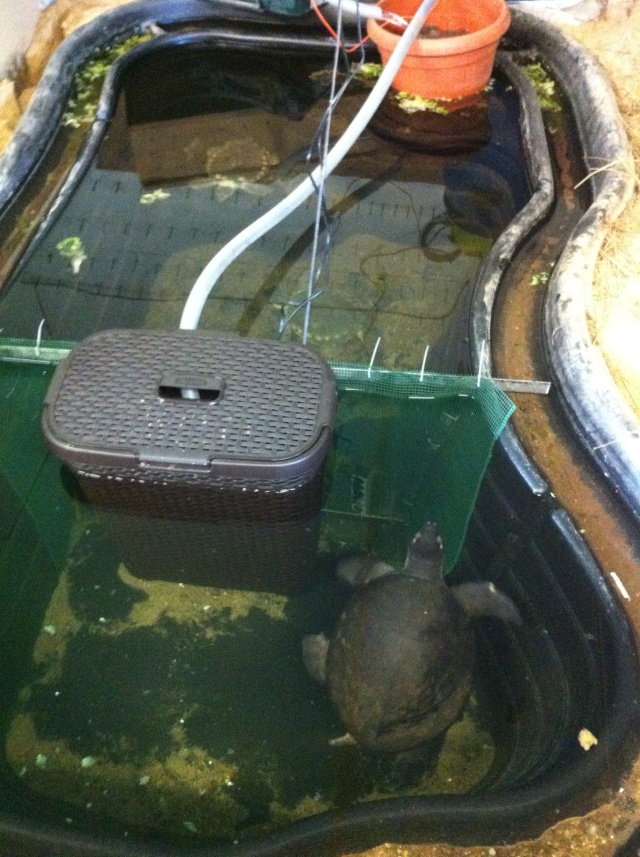 Installations Tortue71 (gigantea, sulcata etc...) 02210