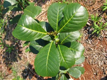 Le Maté ( Yerba Maté ) Yerba-10