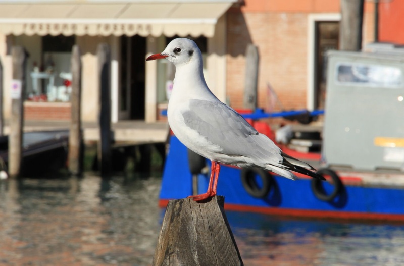 Mouette Rieuse (30/12/12) Venise Img_2510