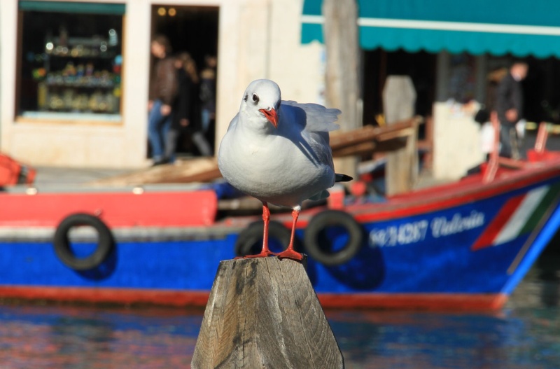 Mouette Rieuse (30/12/12) Venise Img_2511