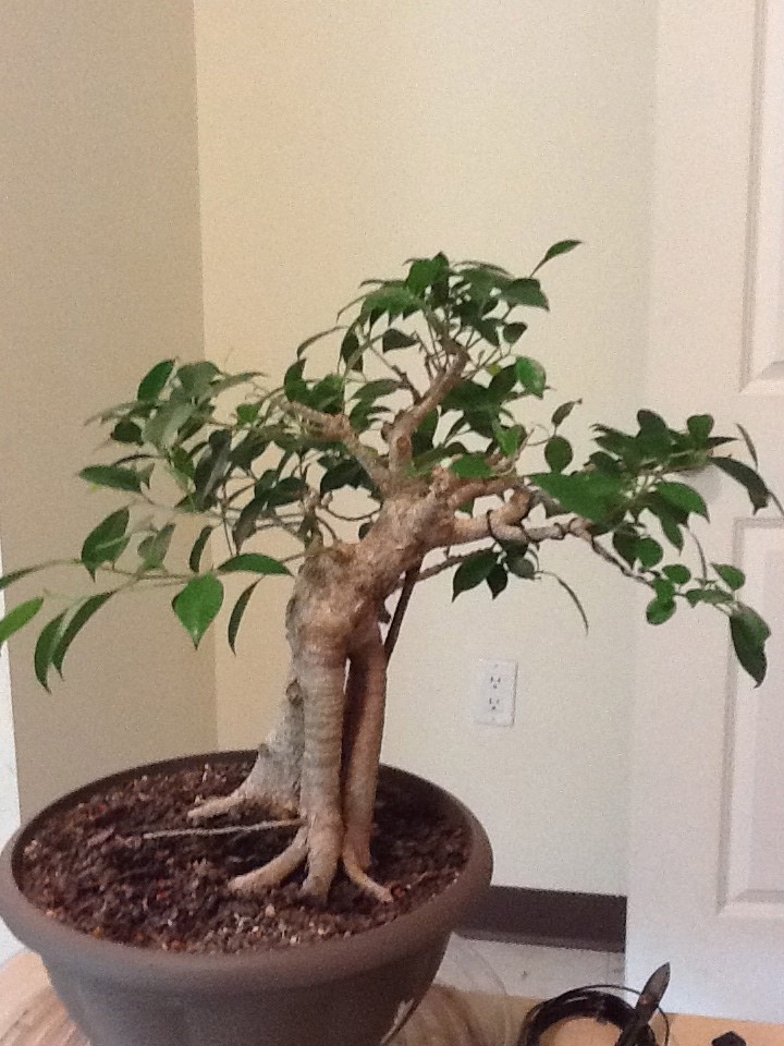 My first bonsai! Ficus retusa progression Img_0110