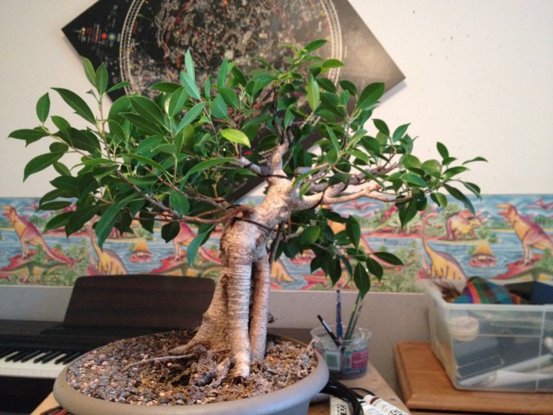 My first bonsai! Ficus retusa progression Img_0321