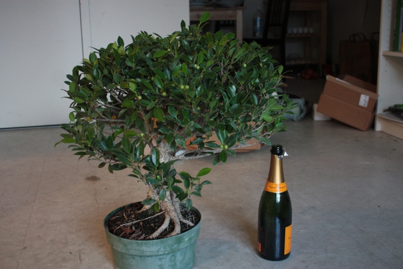 My first bonsai! Ficus retusa progression Img_0710