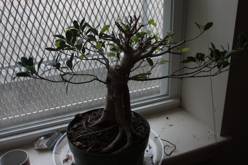 My first bonsai! Ficus retusa progression Img_0711