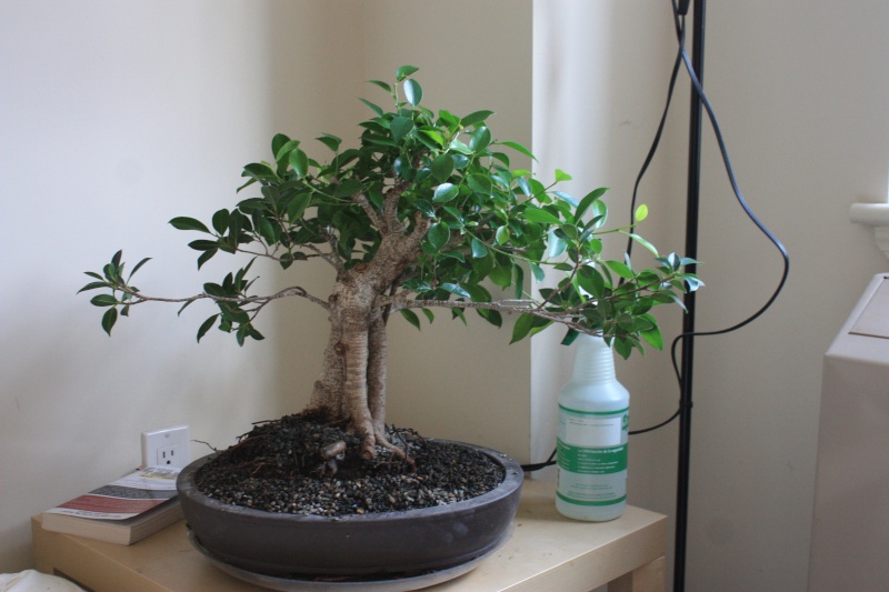 My first bonsai! Ficus retusa progression Img_0810