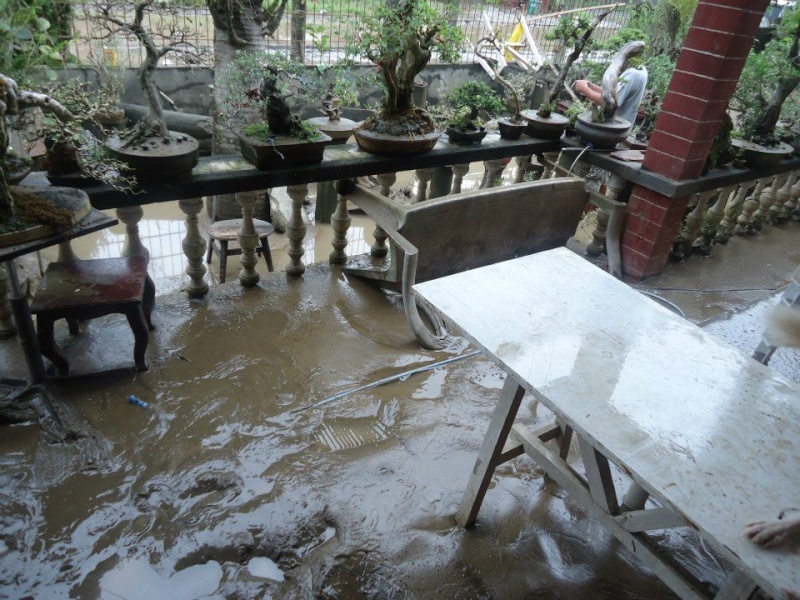 Flooded Bonsai Bonsai12