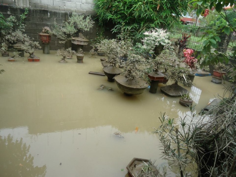 Flooded Bonsai Garden11