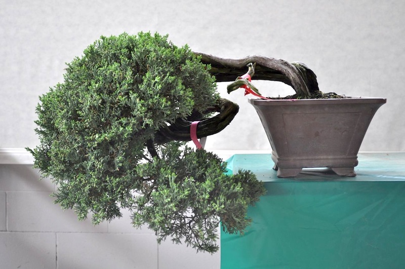 juniperus chinensis 110