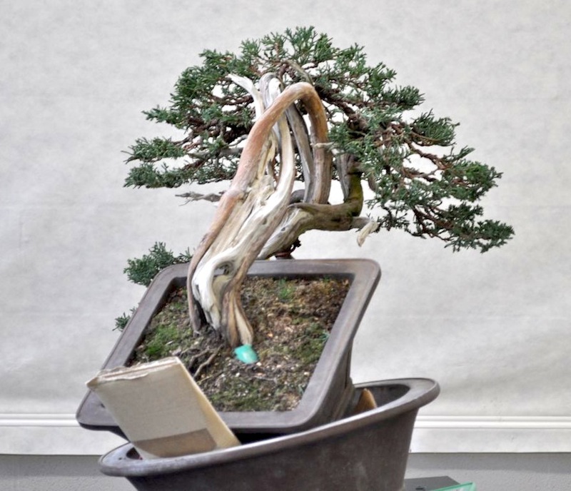 juniperus chinensis 510