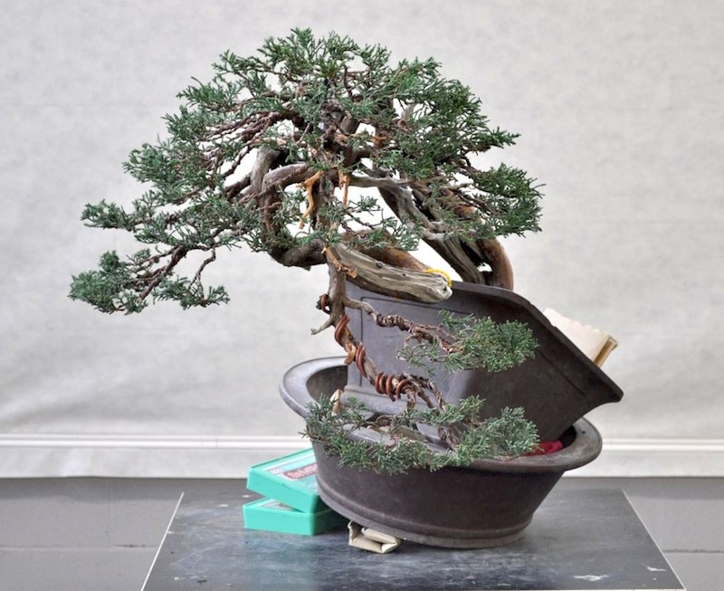 juniperus chinensis 710