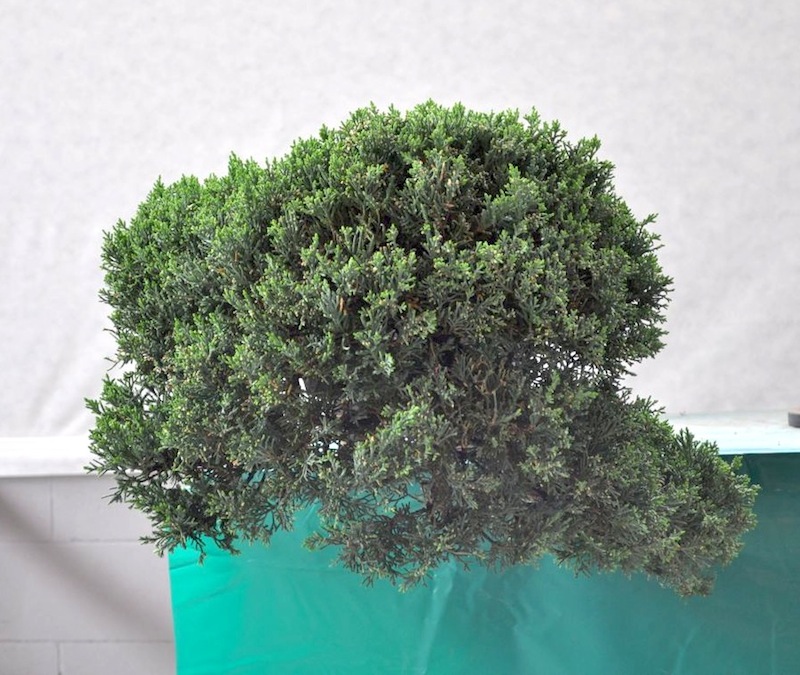 juniperus chinensis 810