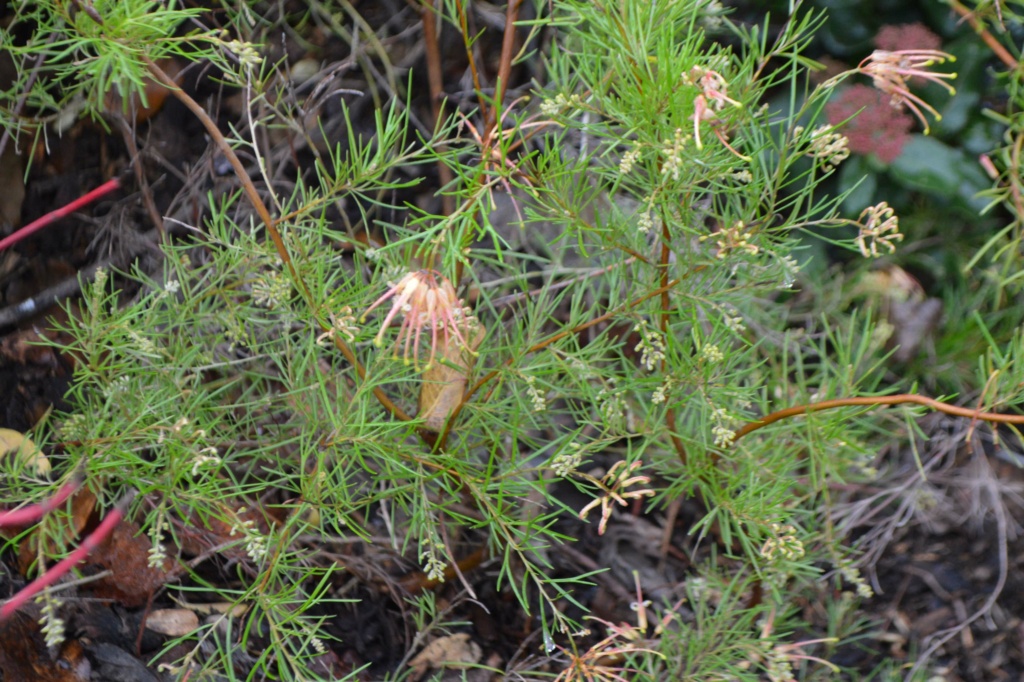 Grévillea Semperflorens 20201129