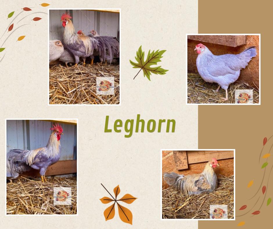 Leghorn blanche 43408012