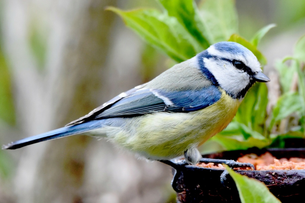 La Mésange bleue est une petite mésange qui tire son nom de la couleur bleu 43413410