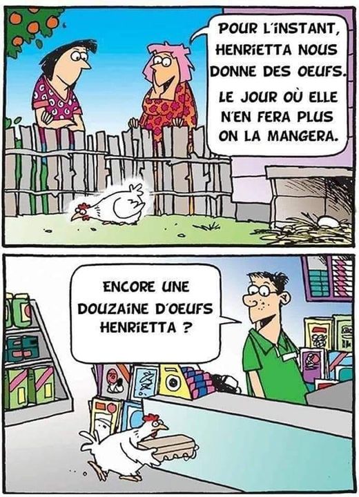 Poules qui ne sont pas chez Lolus 43441211