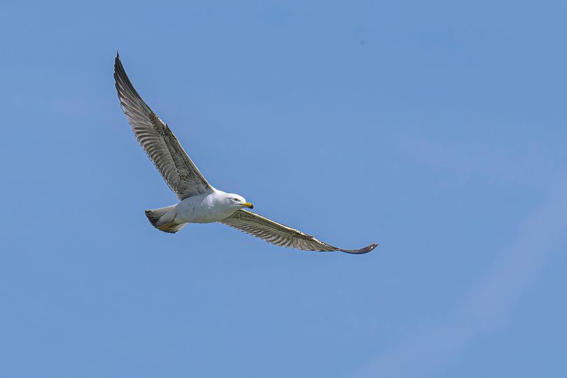 Goéland leucophée 43597510