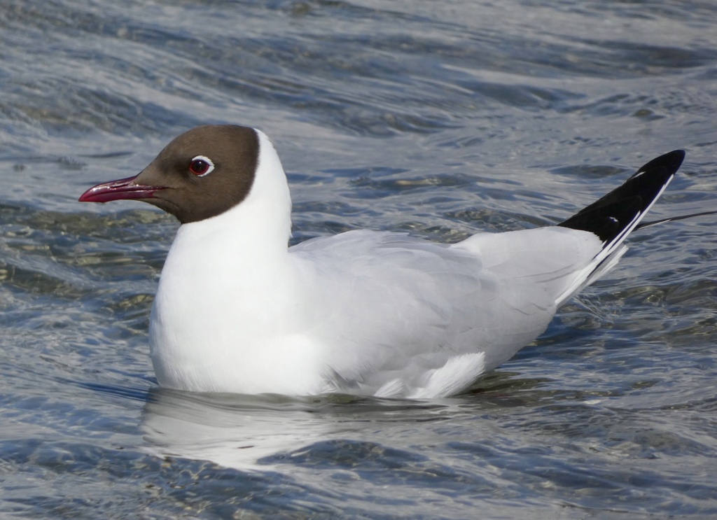 Mouette rieuse 43749114