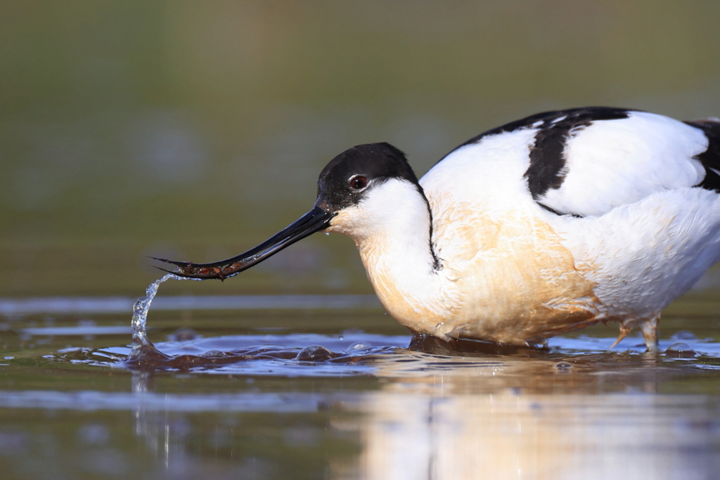 Avocette élégante 43884410