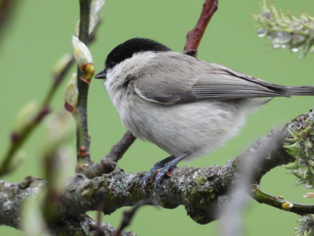 Mésange nonnette 44107110