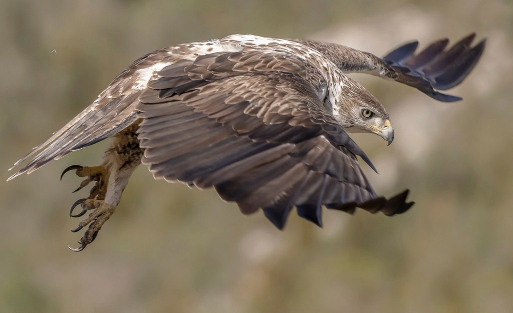 Aigle de Bonelli Aigle_10