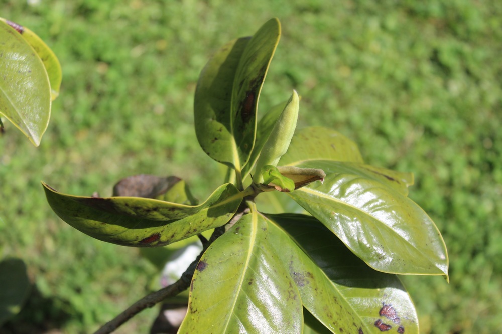 Magnolia persistant Galissoniensis Az_418