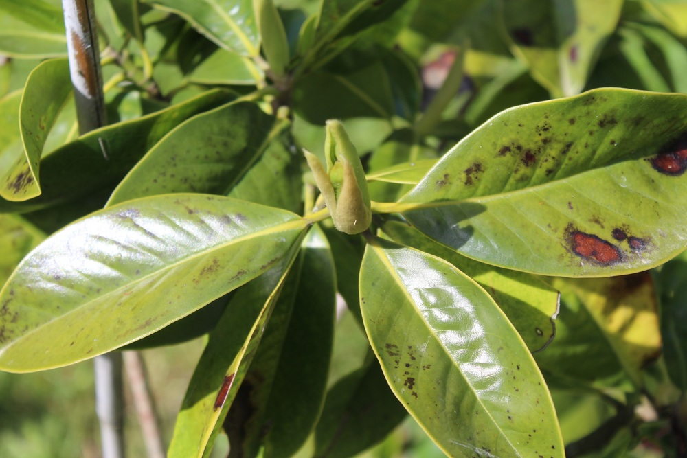 Magnolia persistant Galissoniensis Az_517