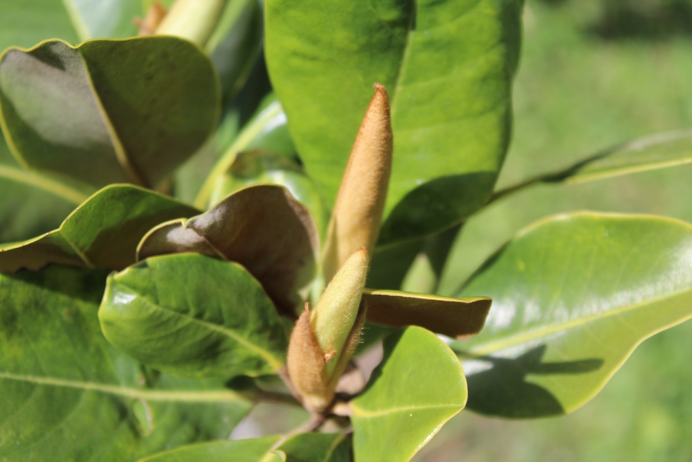 Magnolia persistant Galissoniensis Az_818