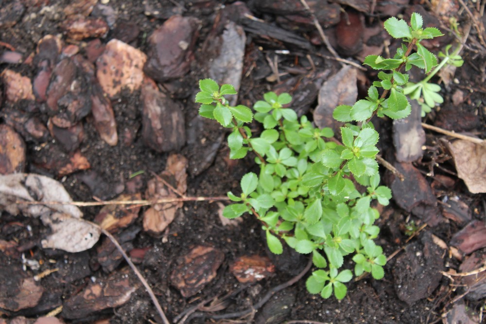 Escallonia Donard Seedling / Escallonia Donard Seedling Fgpo_120