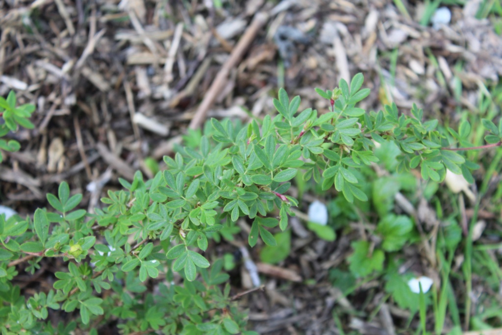 Potentille arbustive [Dasiphora fruticosa] Fop_3910