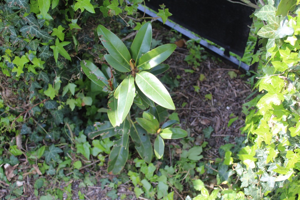 Magnolia persistant Alta Fop_4310
