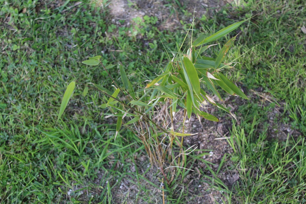 Bambou Fargesia robusta Fop_4610