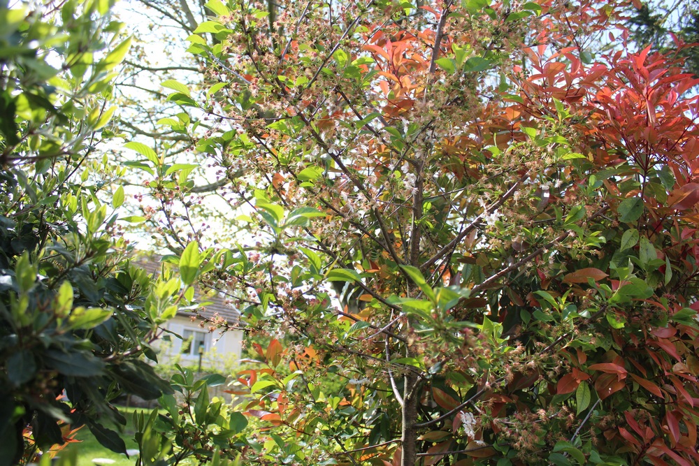 Cerisier espèces d'arbres du genre Prunus de la famille des Rosaceae Fop_5710