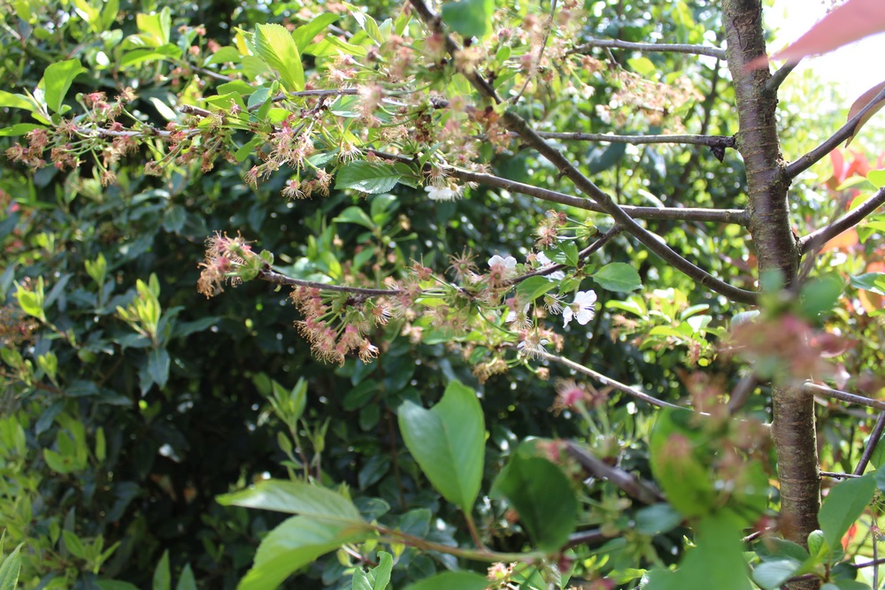 Cerisier espèces d'arbres du genre Prunus de la famille des Rosaceae Fop_6010
