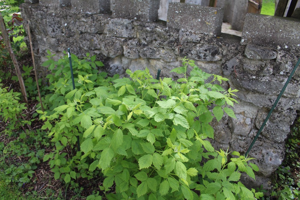 Framboisiers Rubus idaeus 'Aroma Queen'. Variété remontante Ftio_610